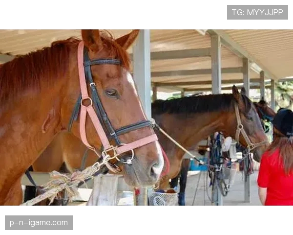 富里睡醒发现自家马场又多了匹新马，这月第几回了？